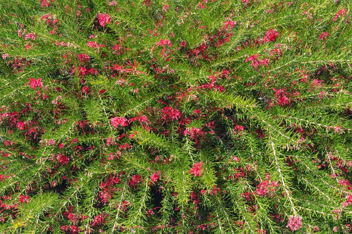 Leaves and flowers of Grevillea ( spider flowers ) in garden