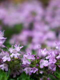 Low angle macro of pink woolly thyme flowers, Plants For Shallow Soil Over Concrete [17 Ideas For Your Landscaping]