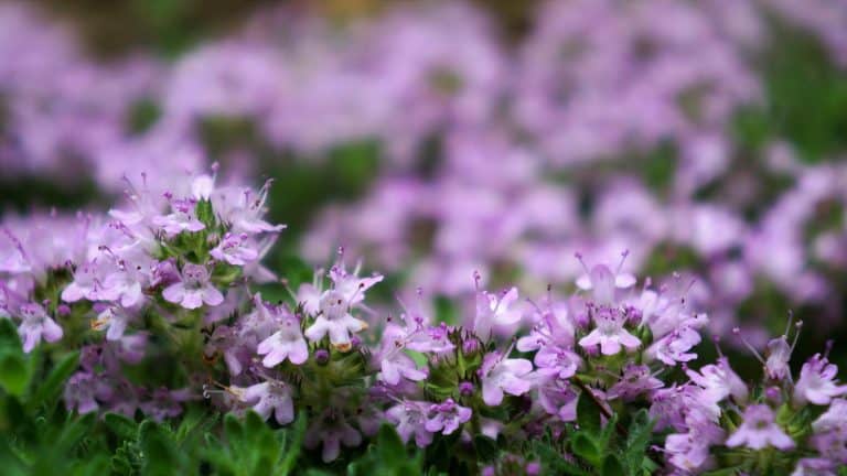 Low angle macro of pink woolly thyme flowers, Plants For Shallow Soil Over Concrete [17 Ideas For Your Landscaping]