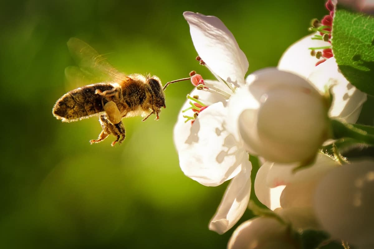 Lower Potential To Harm Beneficial Insects - Enjoy the spring! Everything is blooming and the bees are diligently flying from flower to flower.