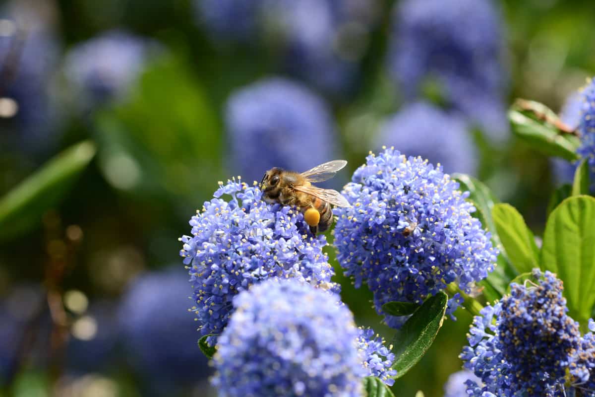 Macro of a honey bee with full corbiculae on a blue ceanothus flower