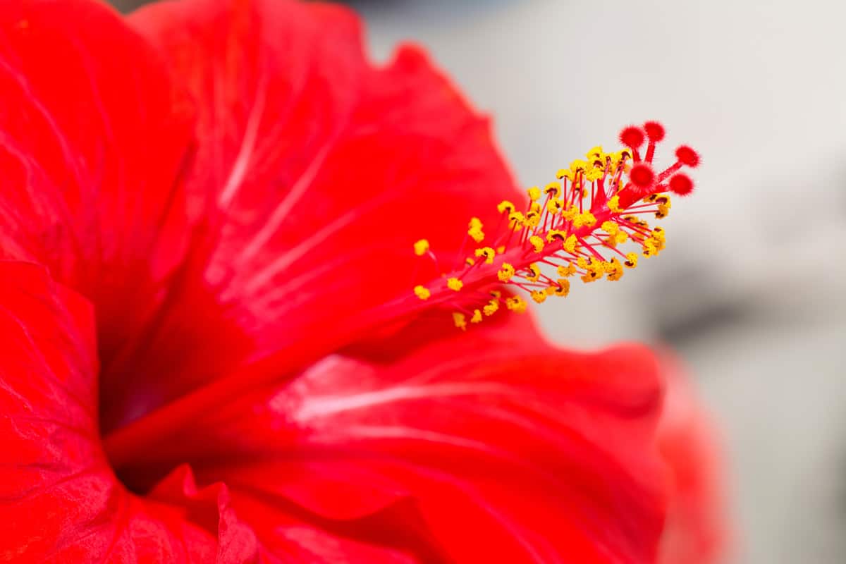 Macro shot of a red Hibiscus