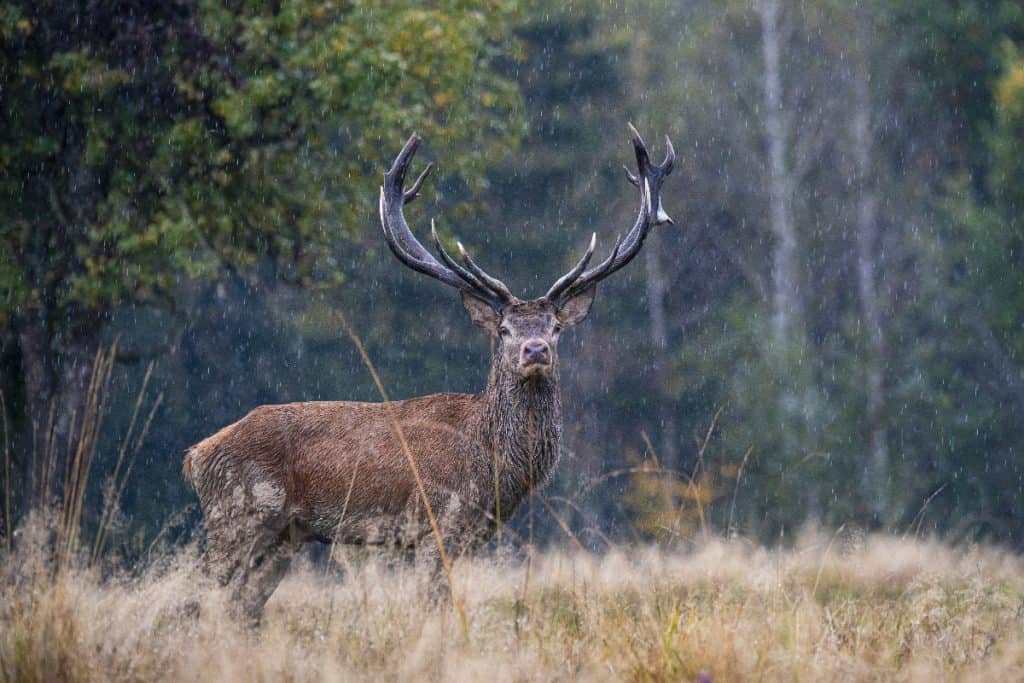 Majestic red deer stag in autumn