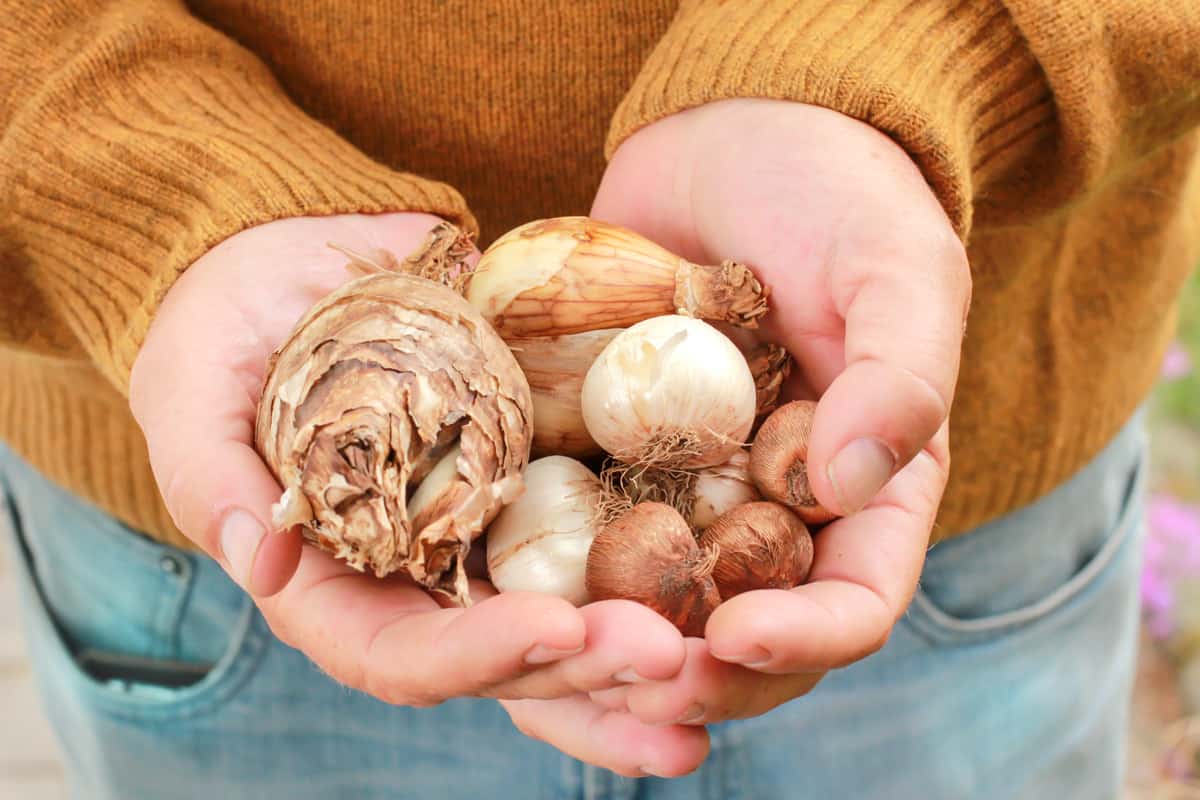 Man holding flower bulbs in his hands