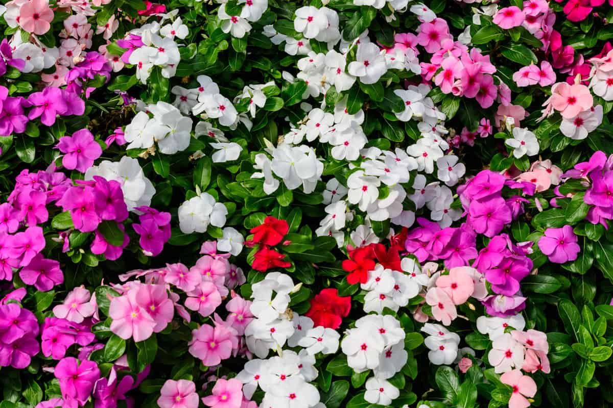 Mixed group of Impatiens walleriana flowers