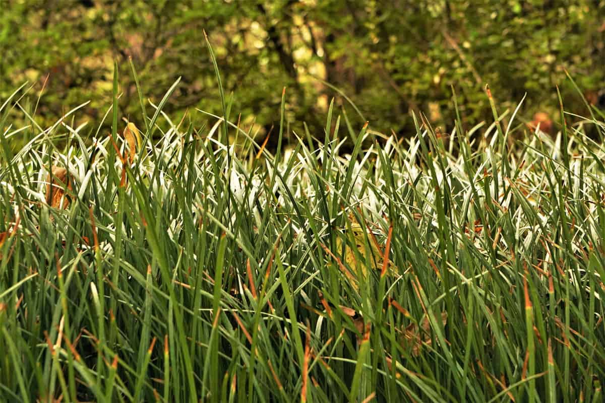 Monkey Grass or Dwarf Mondo Grass