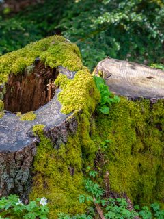 Moss covered tree stump in the forest, How To Fill A Hole From Tree Stump?