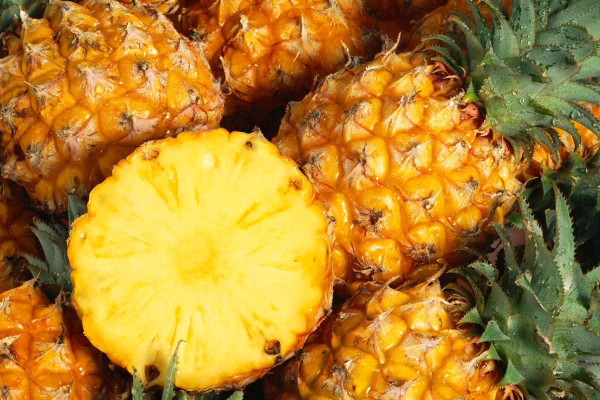 Open and harvested pineapple