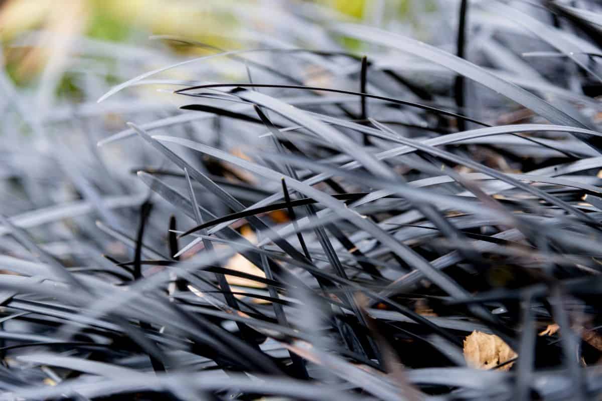 Ophiopogon Planiscapus Nigrescens - black mondo grass or black lilyturf