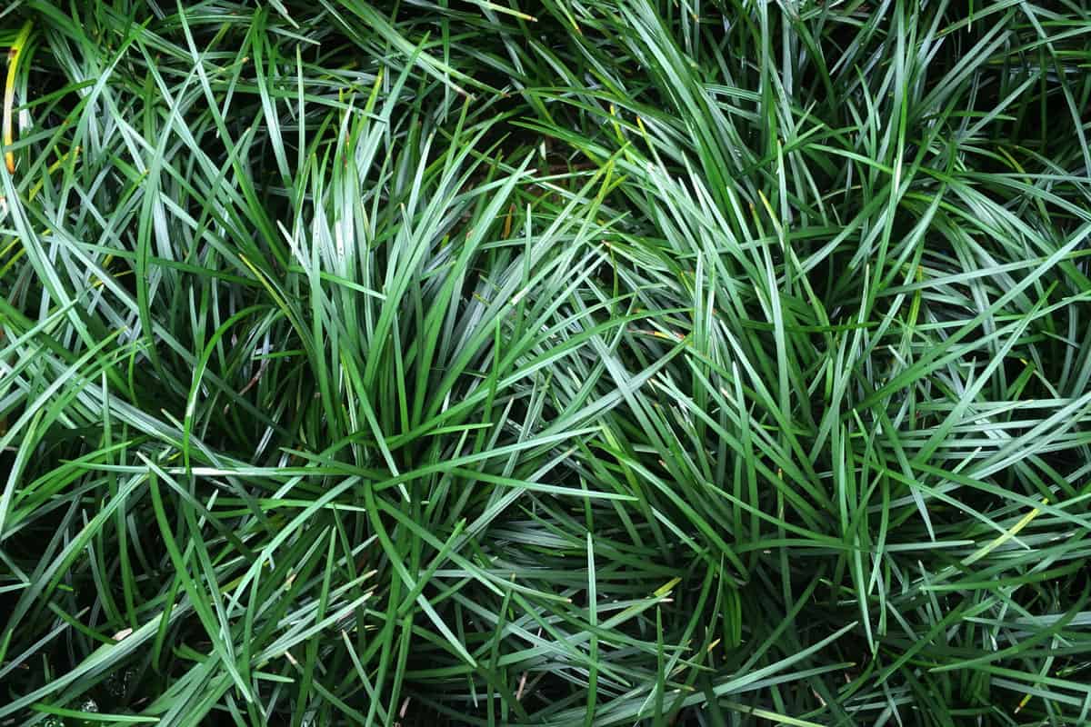 Ophiopogon japonicus (mini mondo grass or snakes beard) dark green leaves of grass by ground