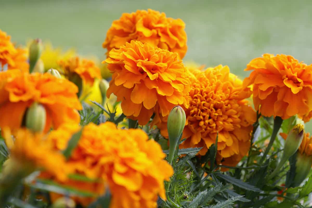 Orange marigold flowers and foliage