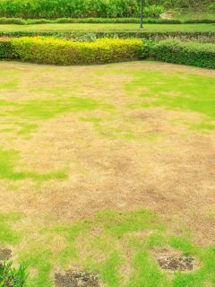 Pests and disease cause amount of damage to green lawns, lawn in bad condition and need maintaining, Landscaped Formal Garden, Front yard with garden design, Peaceful Garden, Path in the garden., How To Get Rid Of & Prevent Lawn Rust On Your Home Landscaping?