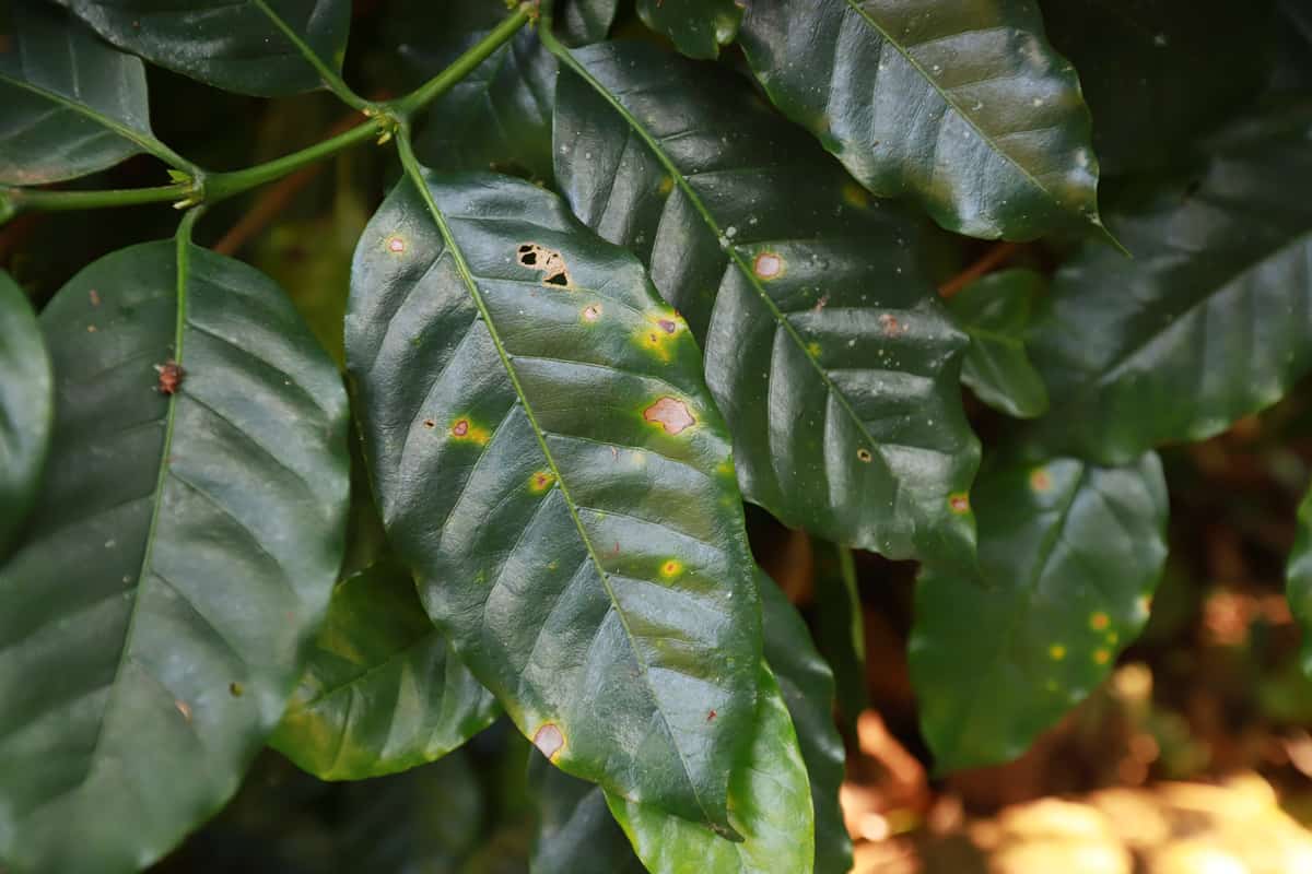 Plant disease of coffee leaf in farm with Researcher.coffee plantation.harvesting Robusta and arabica coffee berries by agriculturist hands,Worker Harvest arabica coffee berries on its branch.