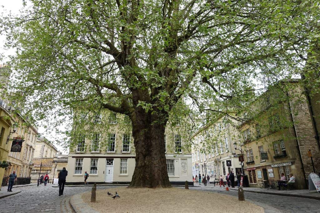 People pass through the landmark Abbey Green with its famous sycamore tree