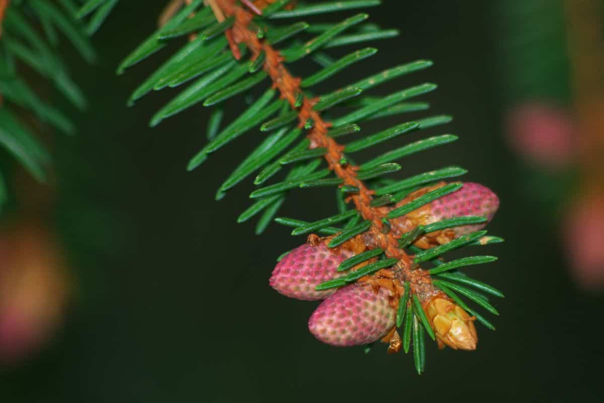 Picea abies - Inflorescence of Norway spruce
