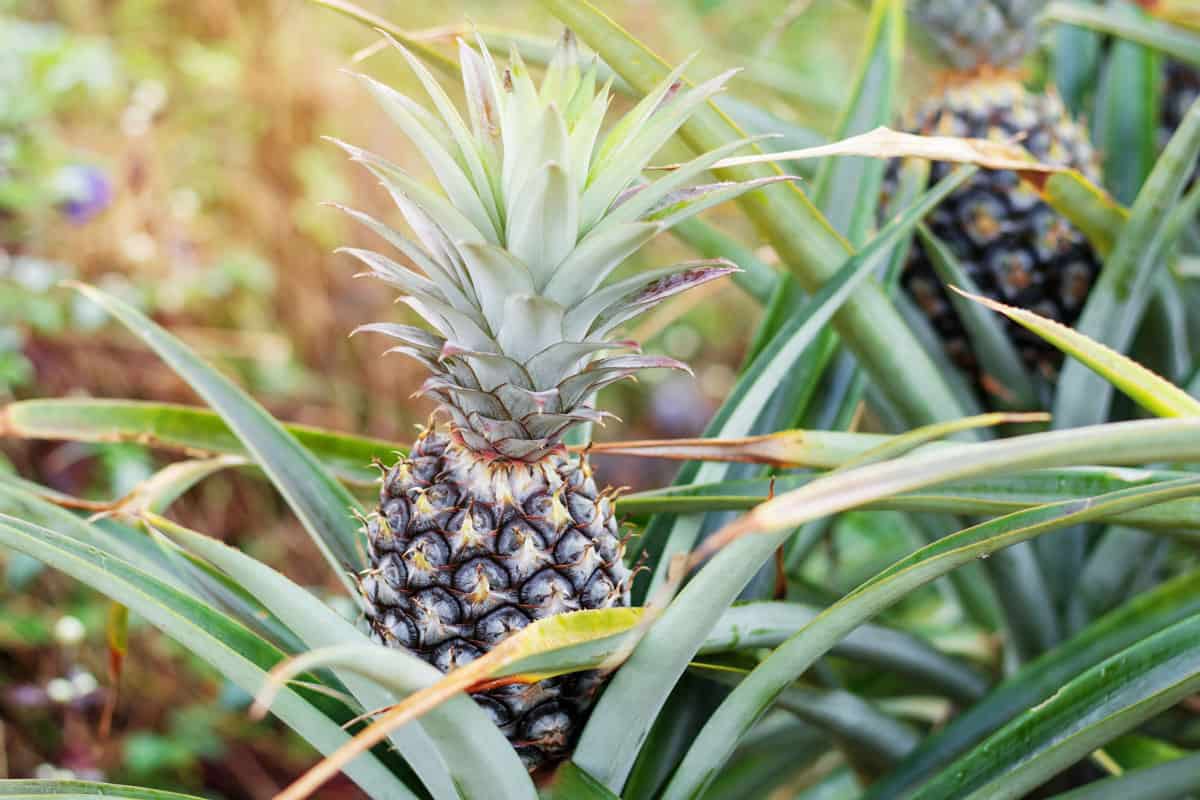 Pineapple on plantation