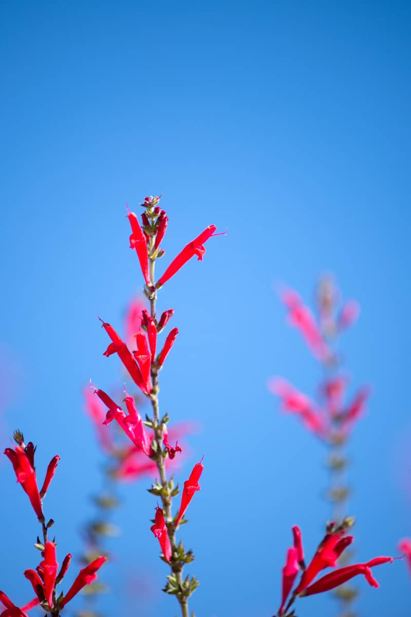 Pineapple sage photographed up close on a sunny day