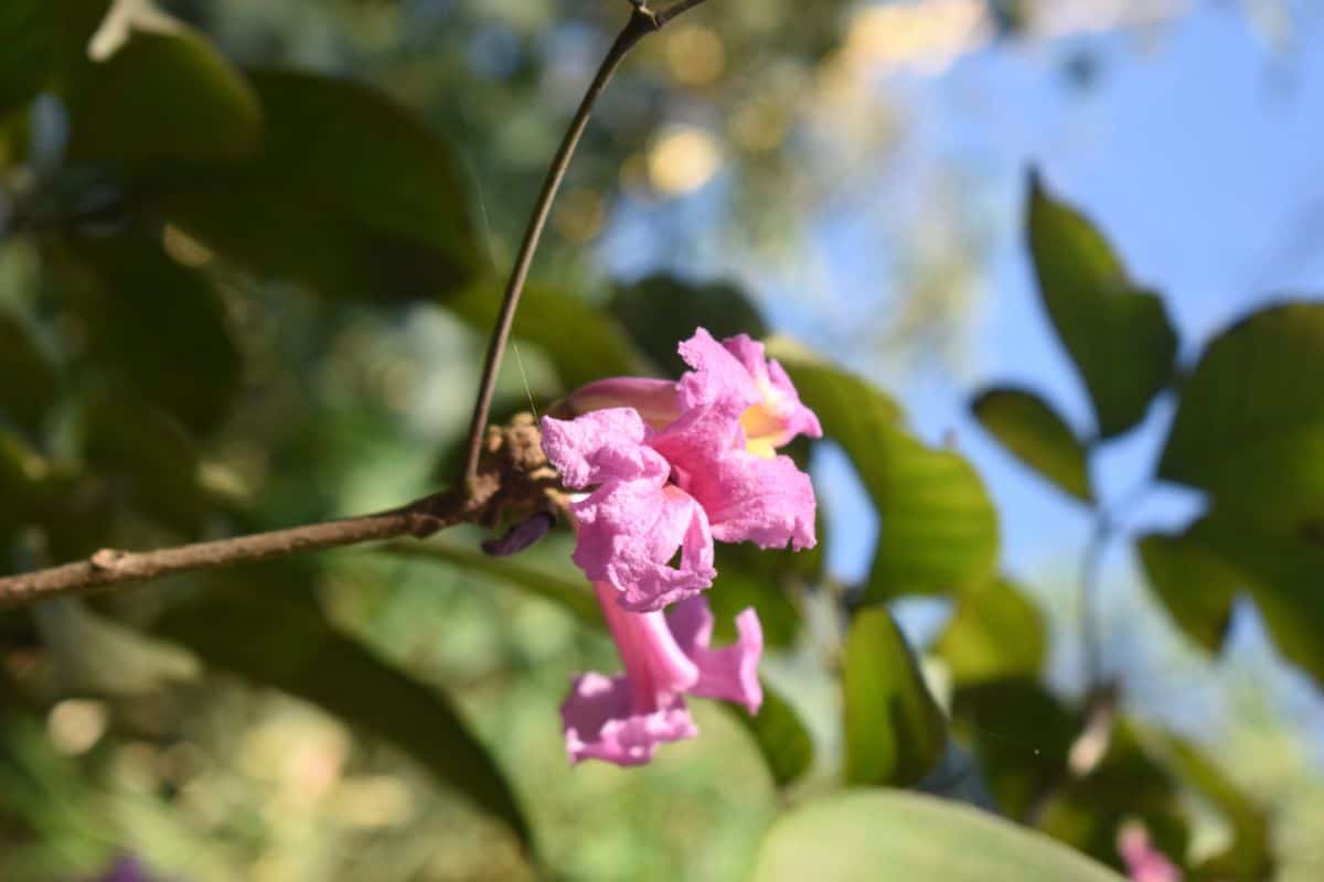 Pink Desert willow flower in focus with green leaves all around and blue sky