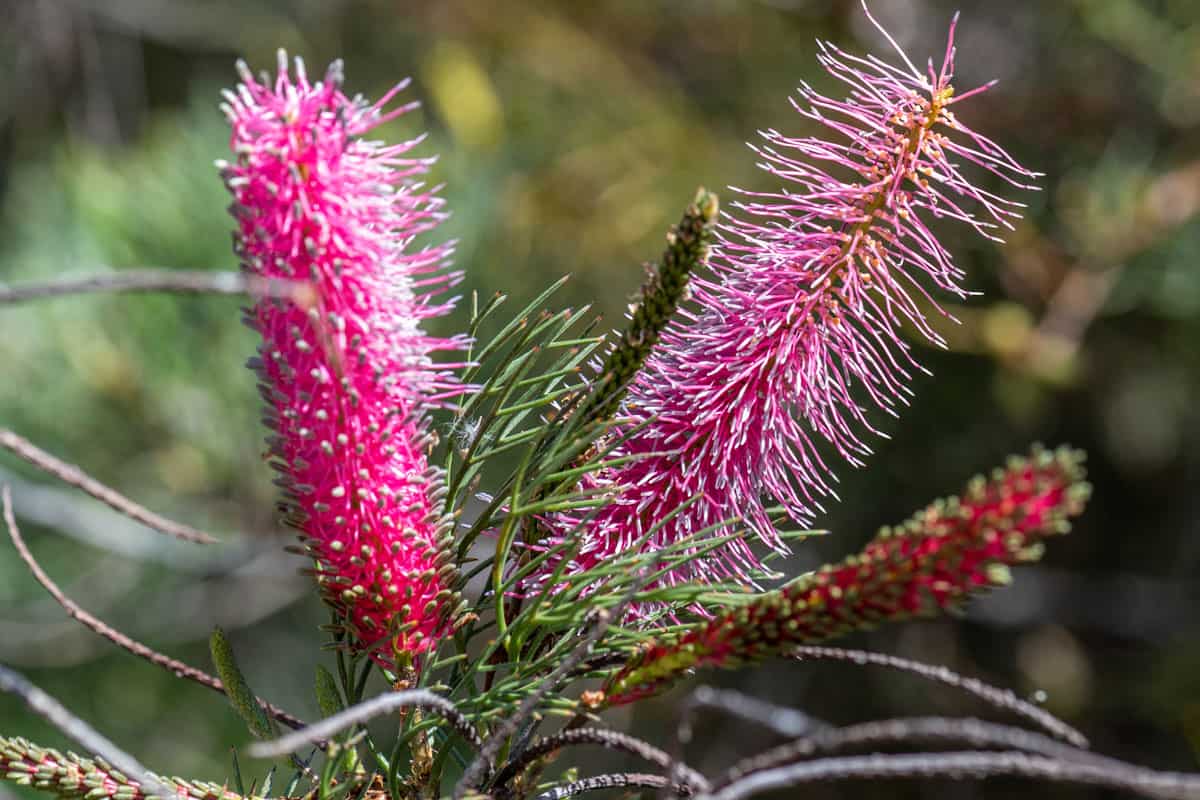 Pink pokers (Grevillea petrophiloides) is a grevillea shrub native to Western Australia