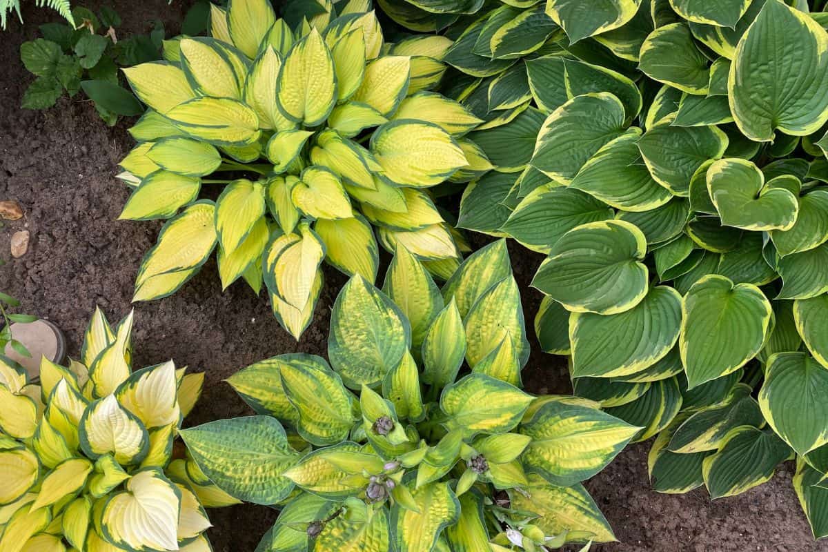 How To Get Rid Of Hostas Permanently