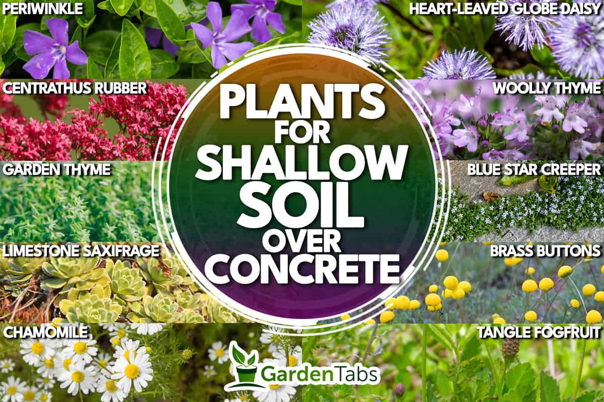 A collage of plants for shallow soil over concrete, Plants For Shallow Soil Over Concrete [17 Ideas For Your Landscaping]