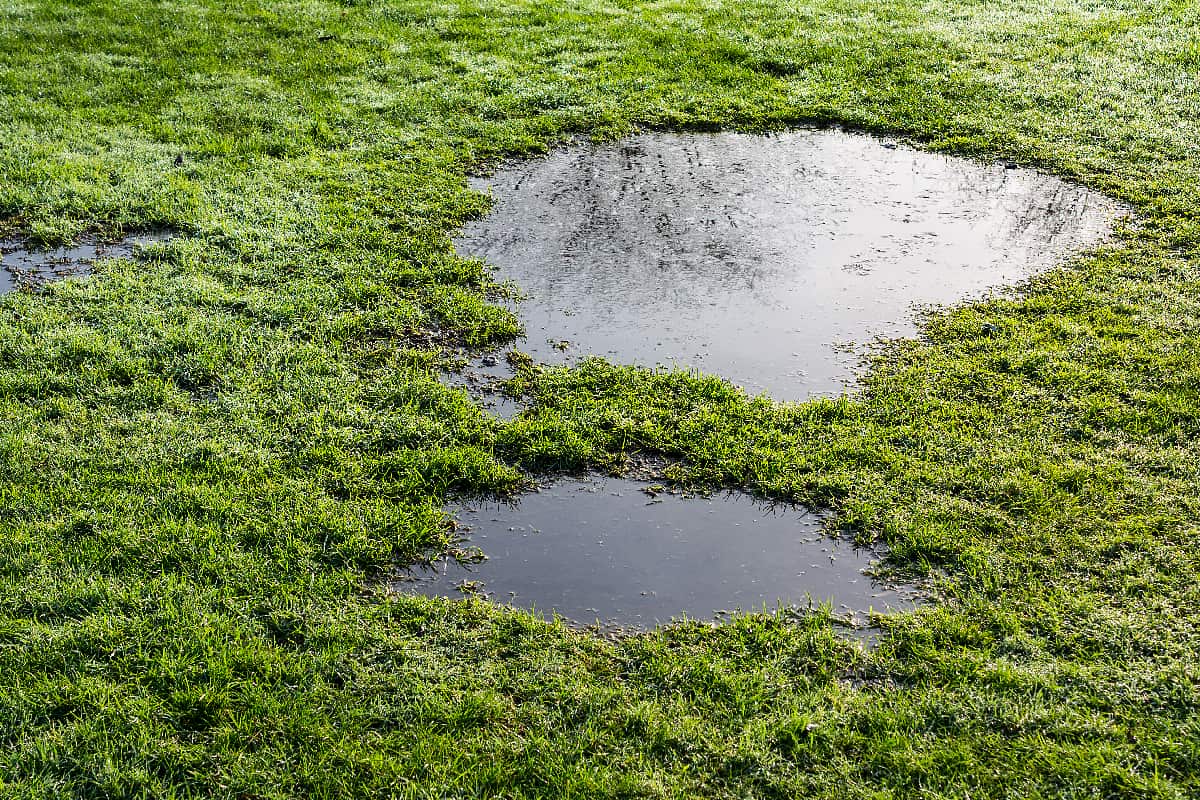 Puddle in the grass