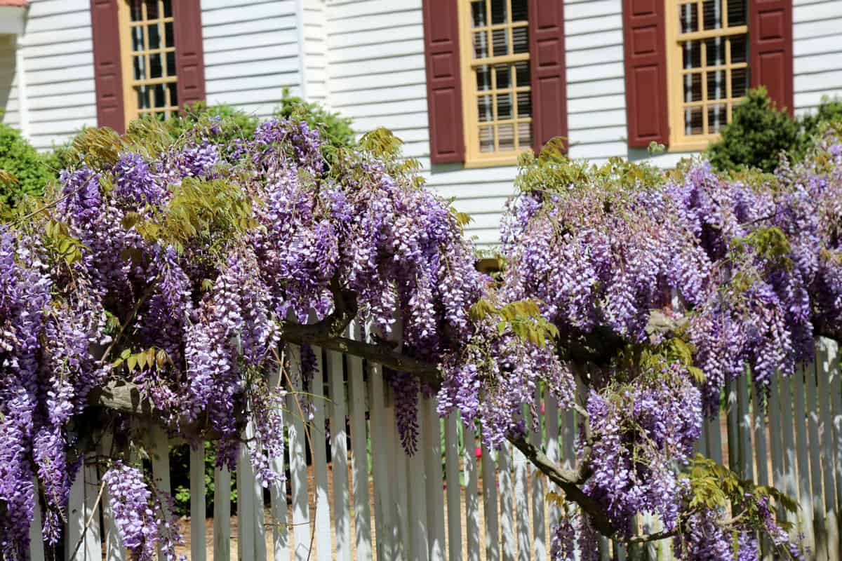 Purple wisteria in Springtime