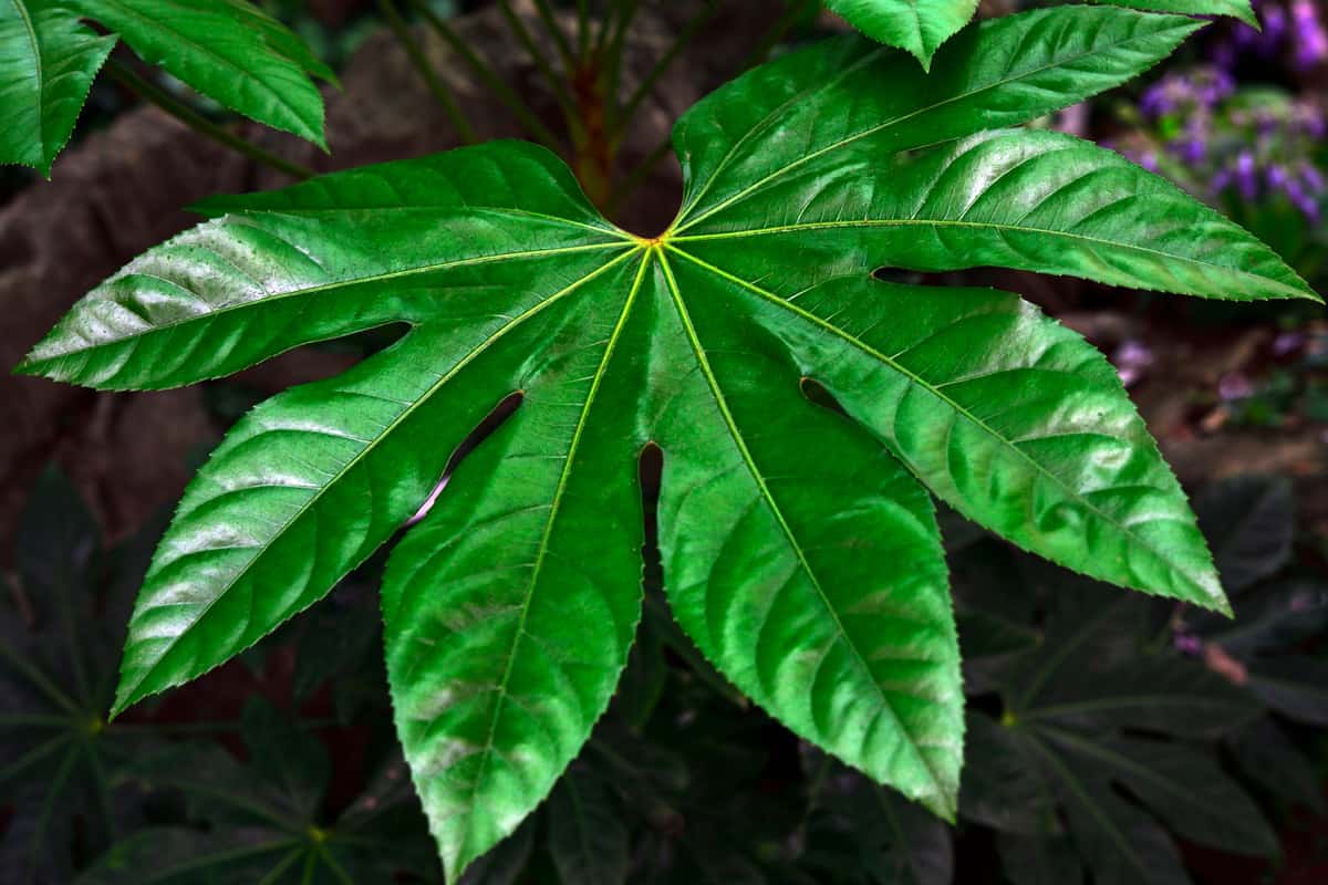 Rare plant-fatsia japonica.