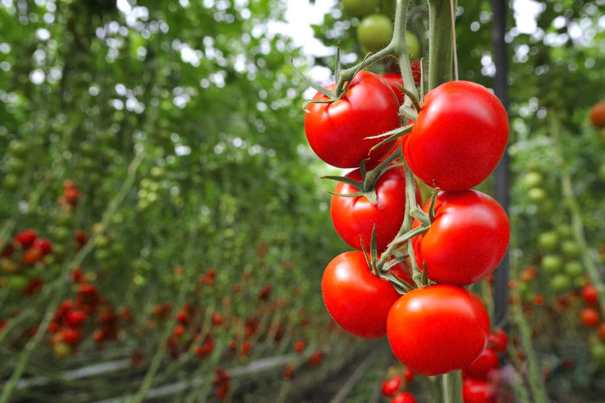 Red ripe tomatoes growing in a greenhouse