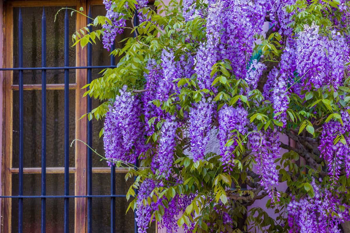 Rustic window details in the Alsace region of France full of wisteria
