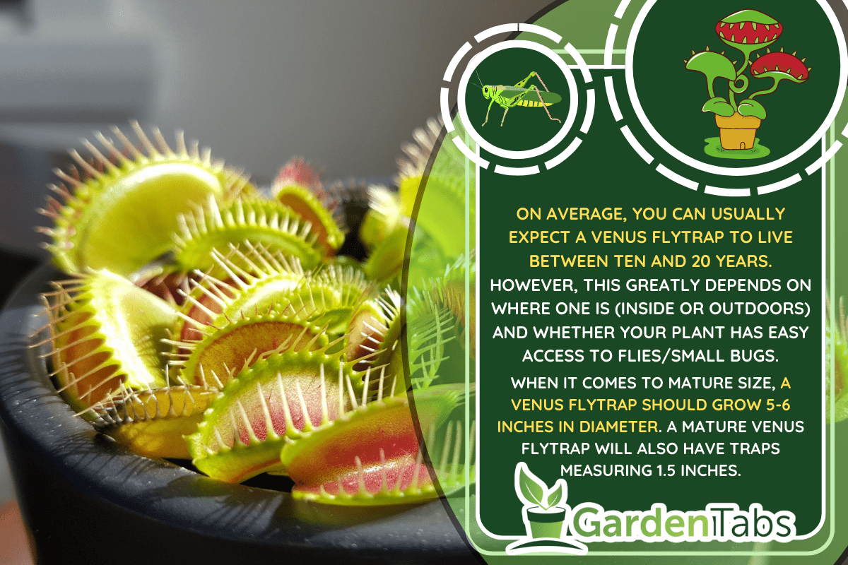 Selective focus view of Venus flytrap (Dionaea muscipula). It is a carnivorous plant native to subtropical wetlands on the East Coast of the United States in North Carolina and South Carolina. - How Big Do Venus Flytrap Get & How Long Does It Live [Inc. I