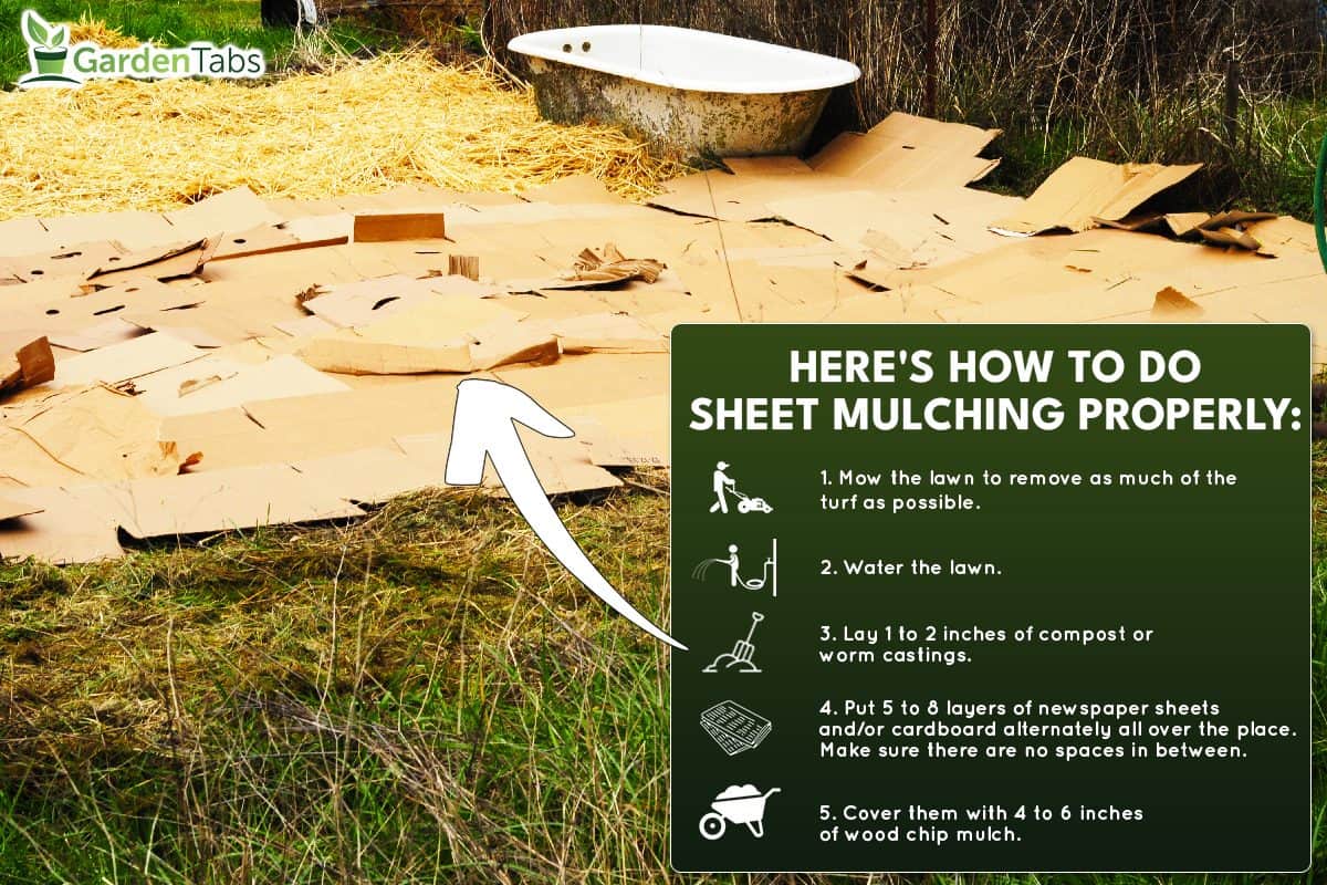 A straw and cardboard sheet mulching in the lawn, Sheet Mulching To Kill Grass - How To?