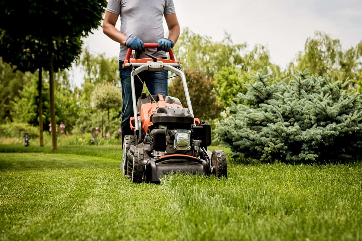 Should I Mow Before Insecticide - Gardener mowing the lawn. Landscape design. Green grass background