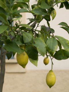 Small lemon trees grown small lemons on the backyard, Where To Plant Lemon Tree Feng Shui?