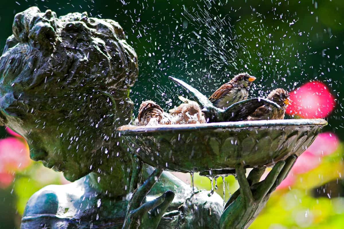 A sparrows playing in bird bath