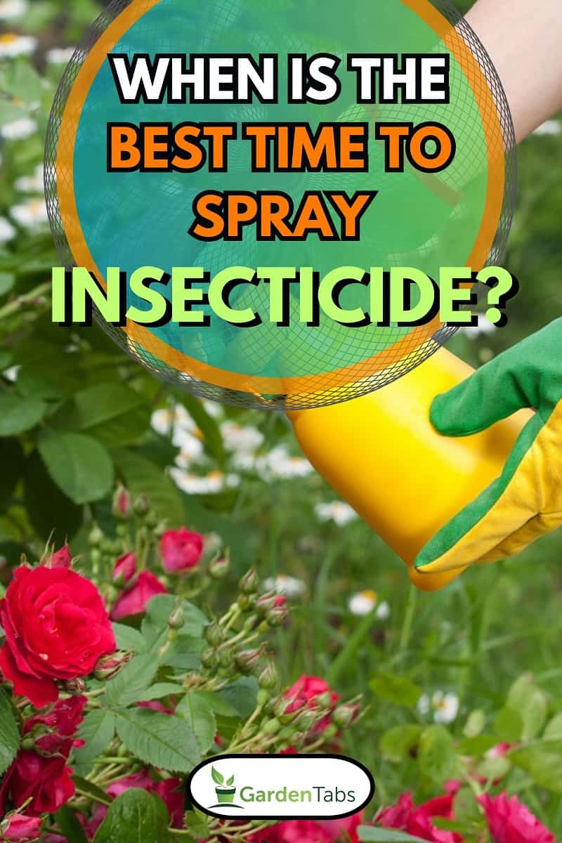Spraying roses in a garden , When Is The Best Time To Spray Insecticide?
