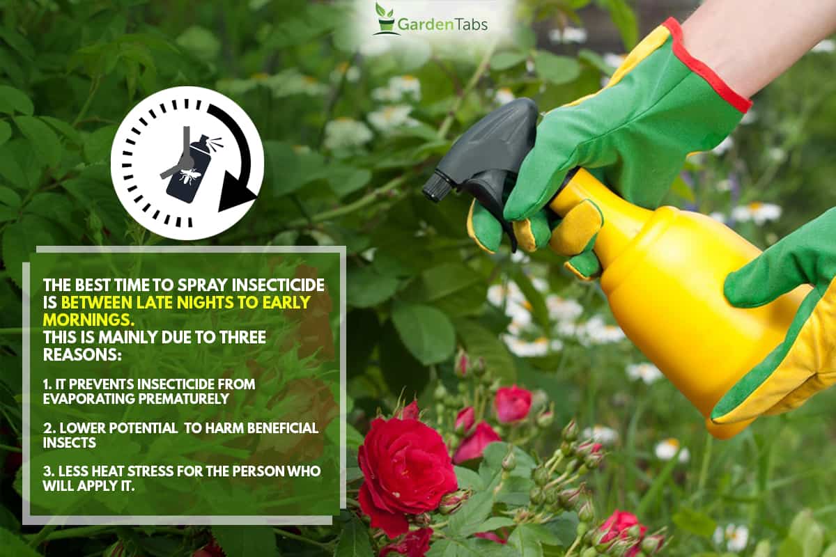 Spraying roses in a garden , When Is The Best Time To Spray Insecticide?