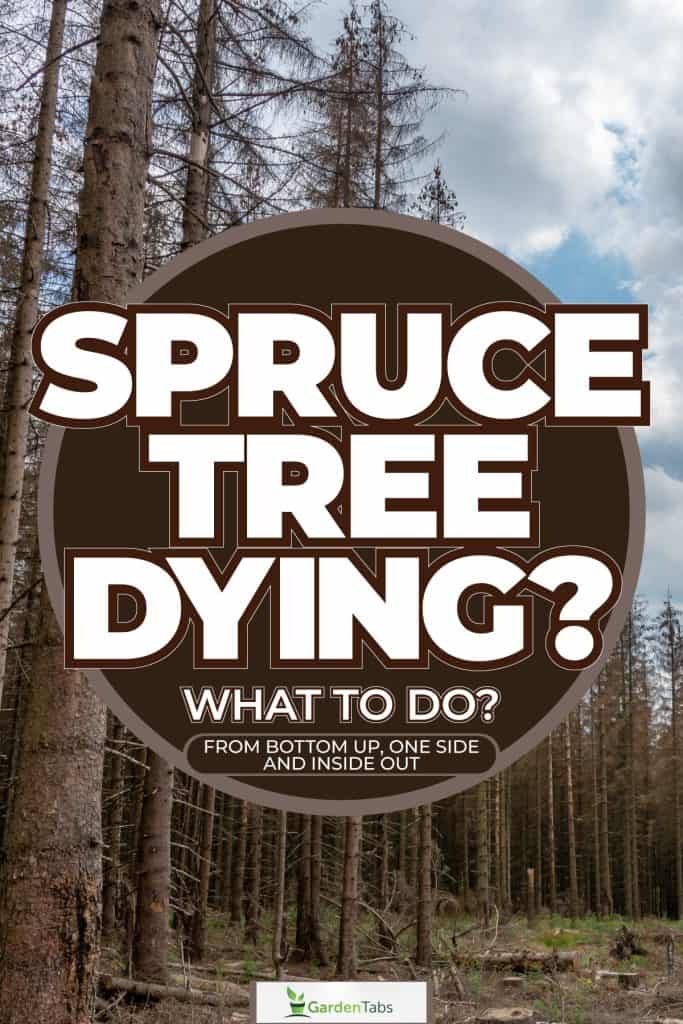 A huge plantation of dead Spruce trees due to infestation, Spruce Tree Dying—What To Do? [Inc. From Bottom Up, Top Down, One Side, & Inside Out]