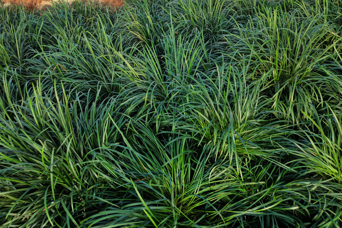 Stock photo of mondo grass also known as snakes beard or orphiopogon japoncicus blooming in the garden area under bright sunlight. Picture captured at Kolhapur, Maharashtra, India.