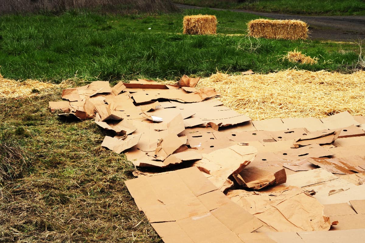 Straw and cardboard being used for sheet mulching