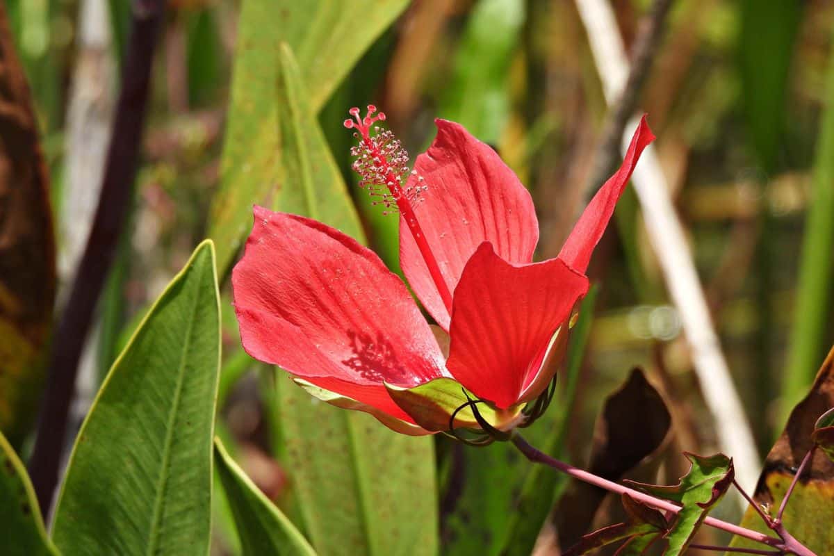 Swamp Hibiscus also known as Scarlet Rosemallow and Texas Star Hibiscus.