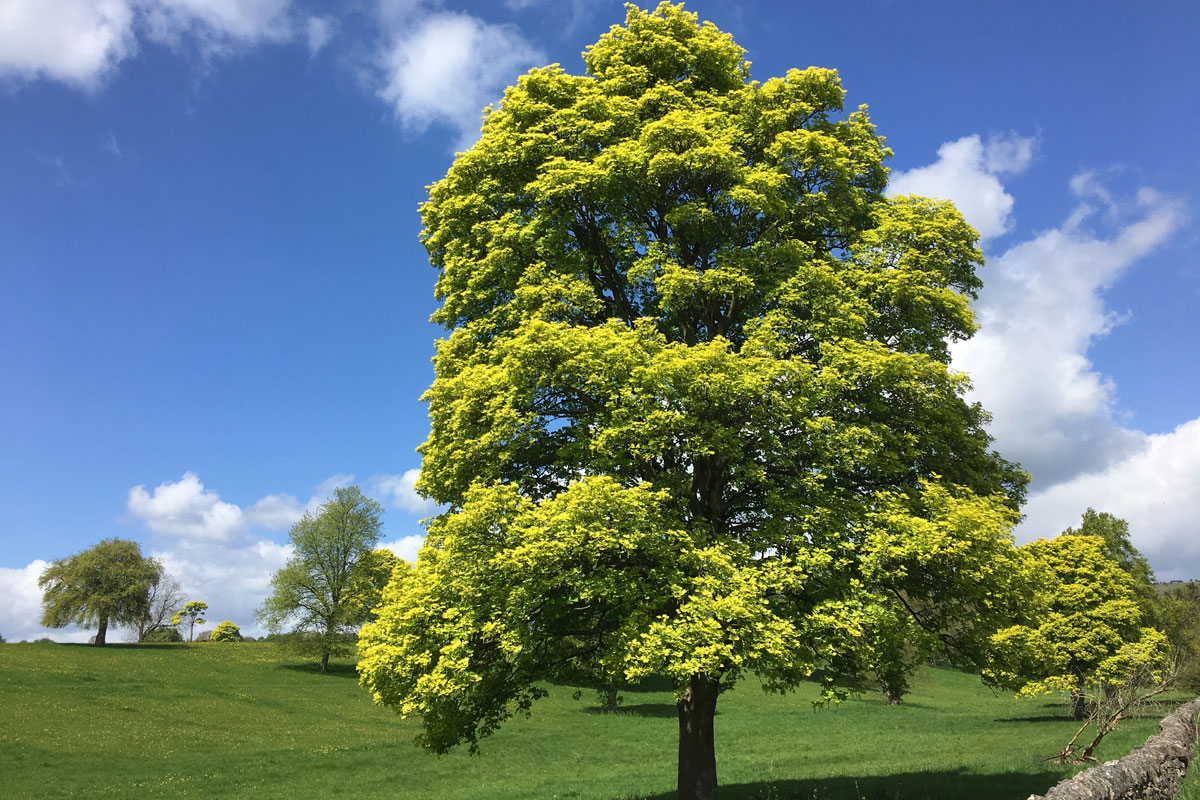 Sycamore Tree In Spring