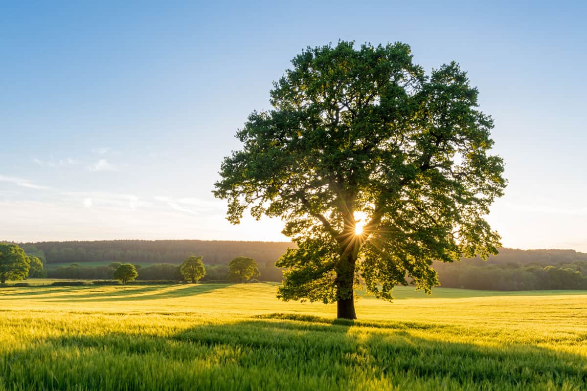 Sycamore Tree in Summer Field at Sunset