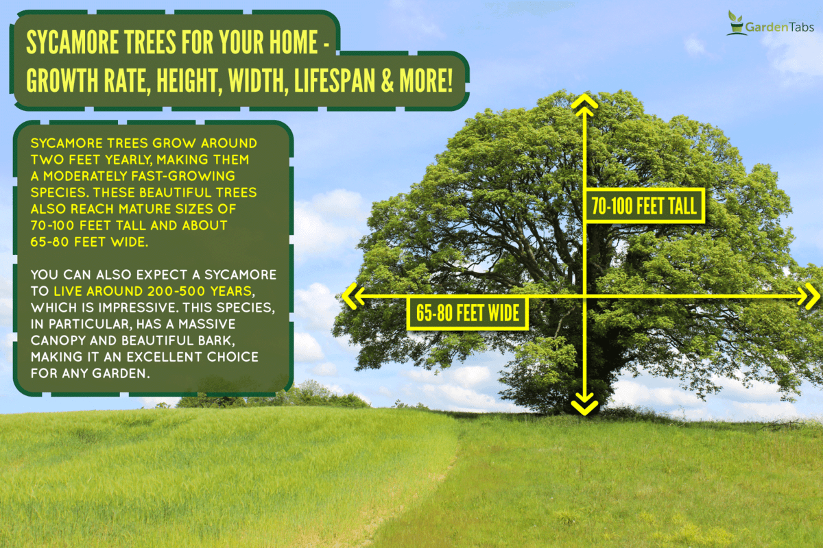large sycamore tree growing in green field, summer blue sky, Sycamore Trees For Your Home - Growth Rate, Height, Width, Lifespan & More!