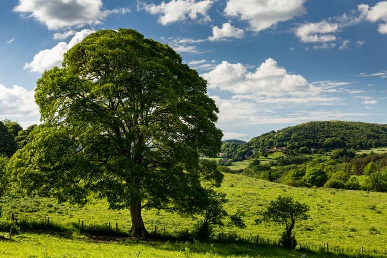 A sycamore tree in the north York moors national park, Are Sycamore Trees Drought, Deer, & Wind Resistant?