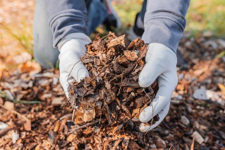 The man's hands in gardening gloves are sorting through the chopped wood of the trees. Mulching the tree trunk circle with wood chips. Organic matter of natural origin - Does Mulching Cause Thatch And Spread Weeds