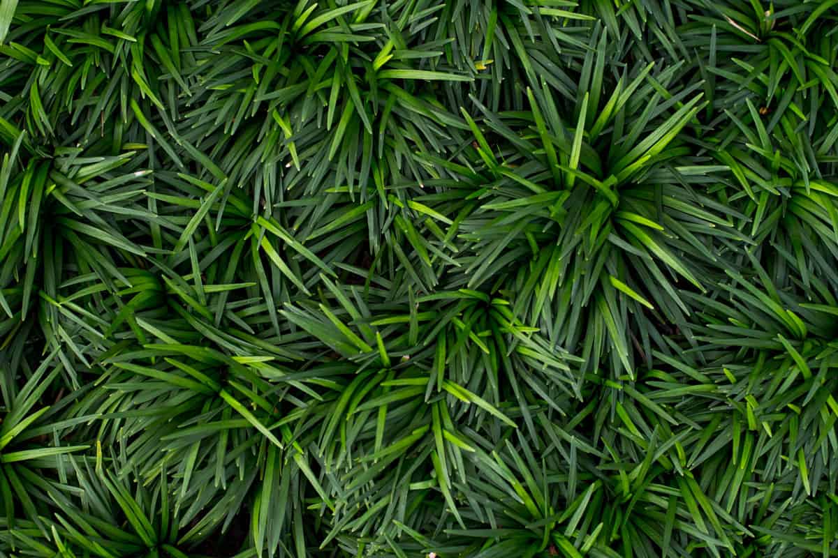 Texture background of mini mondo grass very green and very healthy grass