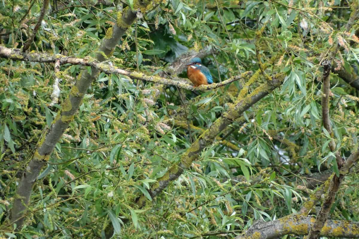 The bird is facing towards the left and looking slightly downwards. The tree is covered with green leaves and long seed pods.