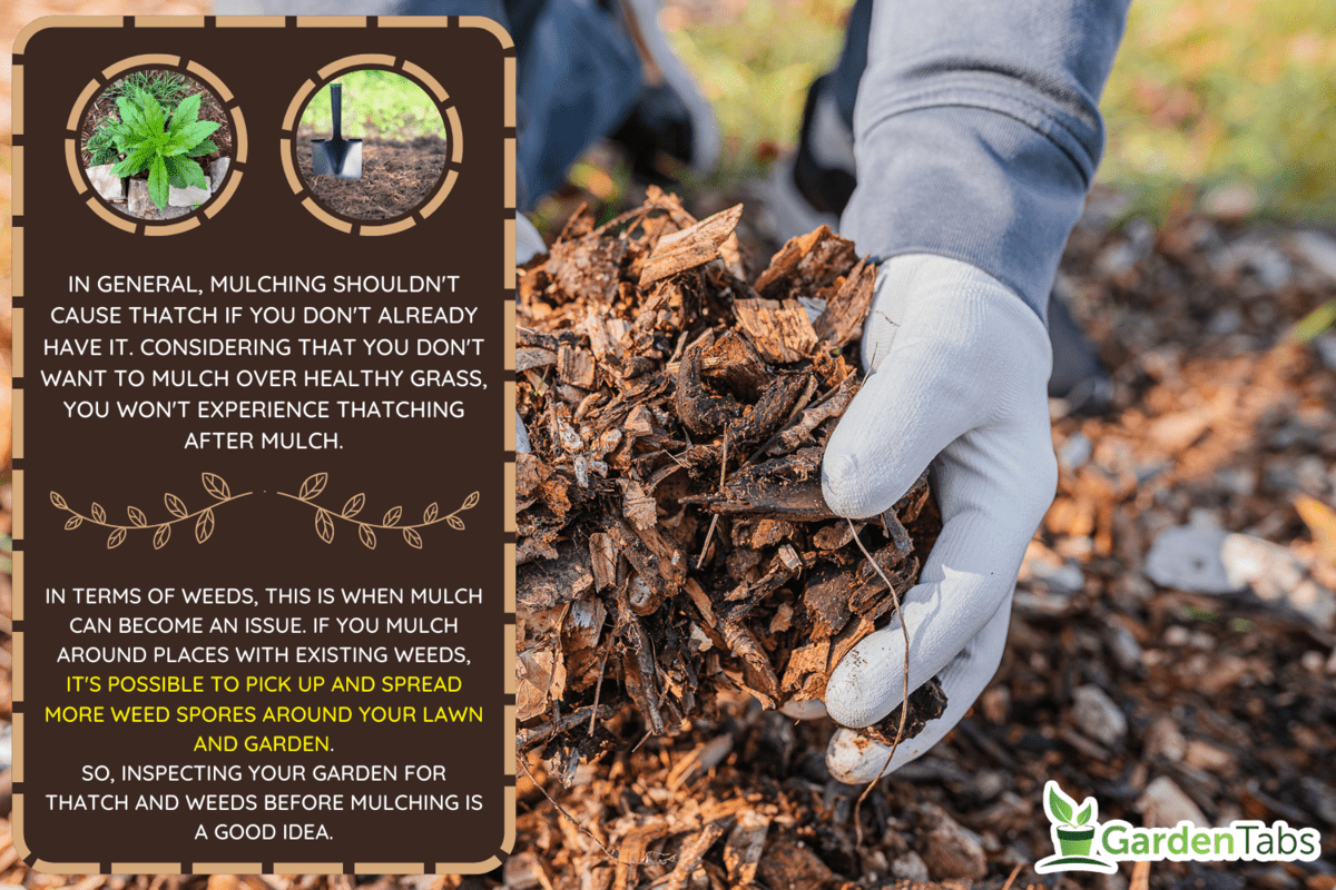The man's hands in gardening gloves are sorting through the chopped wood of the trees. Mulching the tree trunk circle with wood chips. Organic matter of natural origin - Does Mulching Cause Thatch And Spread Weeds