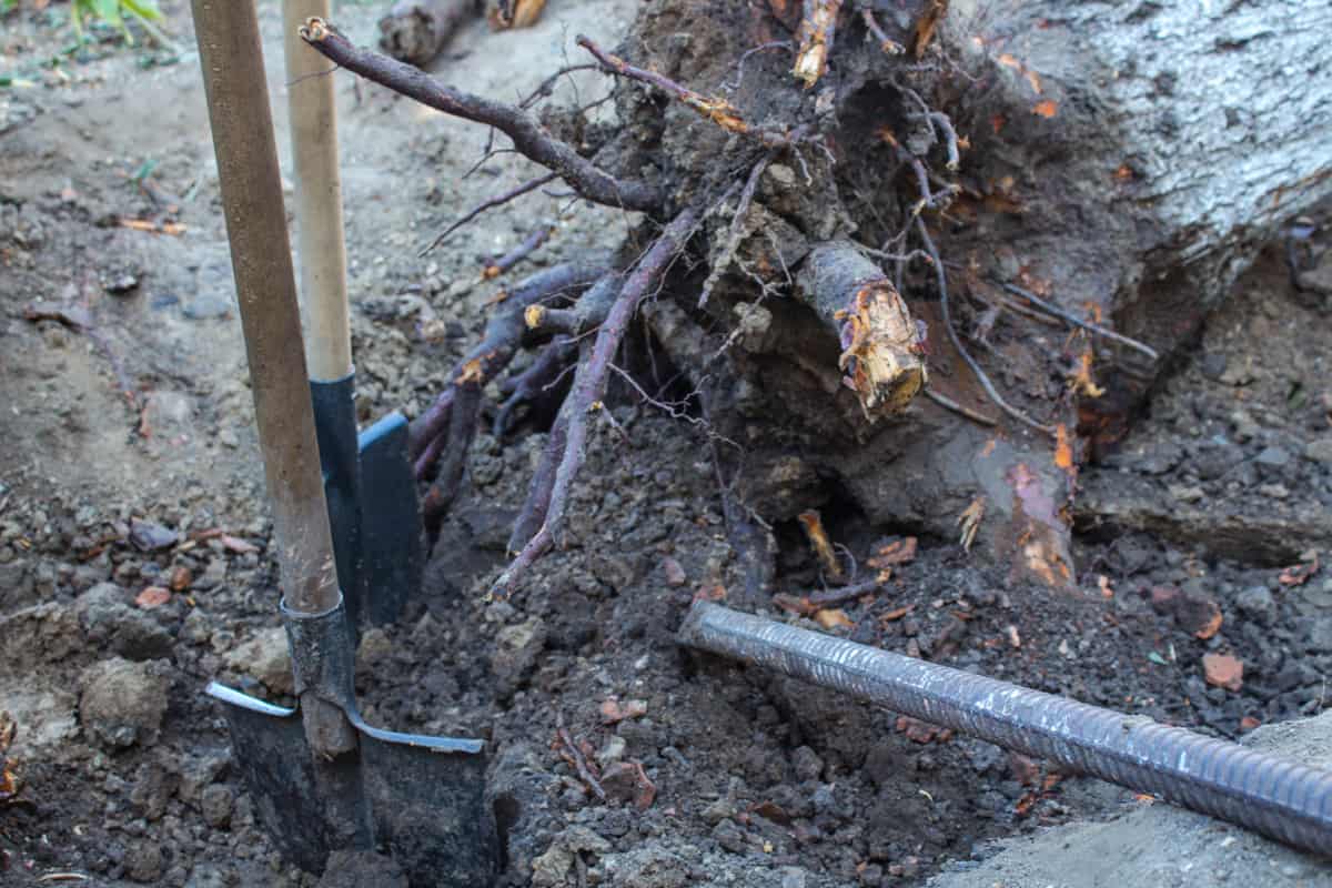 The old tree root shovel and ax crowbar 